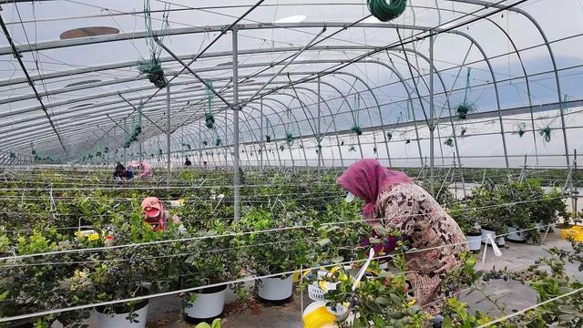 东川蓝莓沪上飘香pg电子中国网站